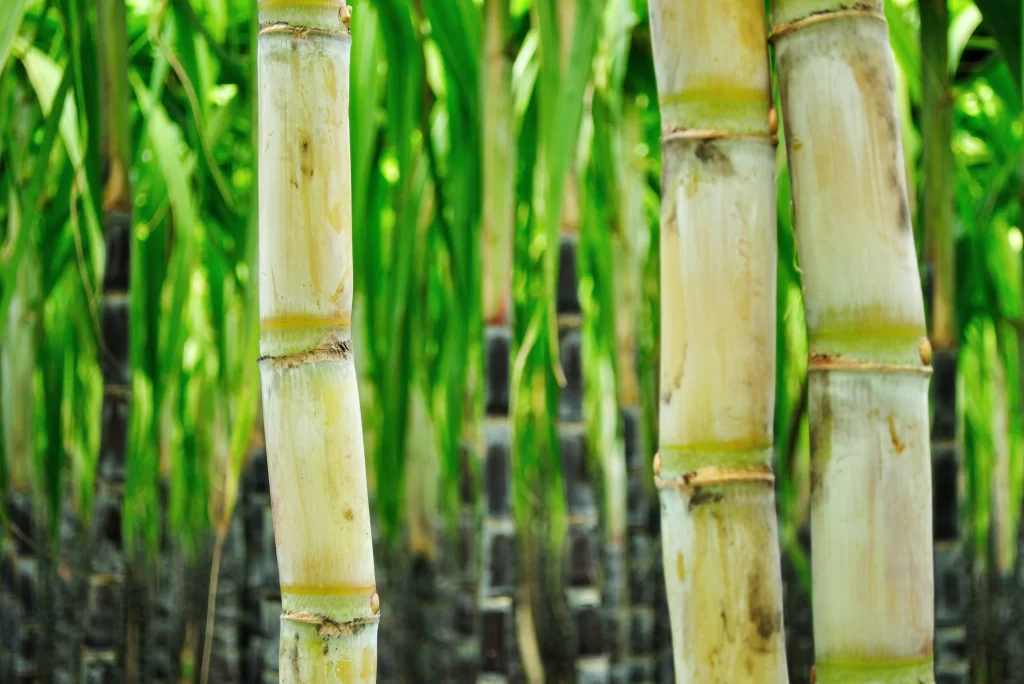 A importância da indústria sucroalcooleira e como a vedação industrial contribui para sua eficiência